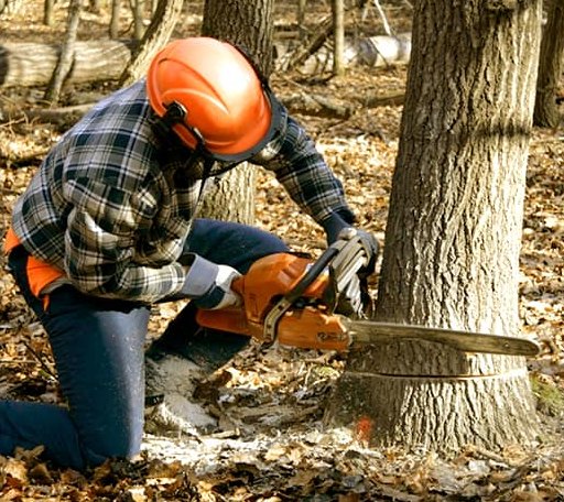 Tree Removal in Harper, WV